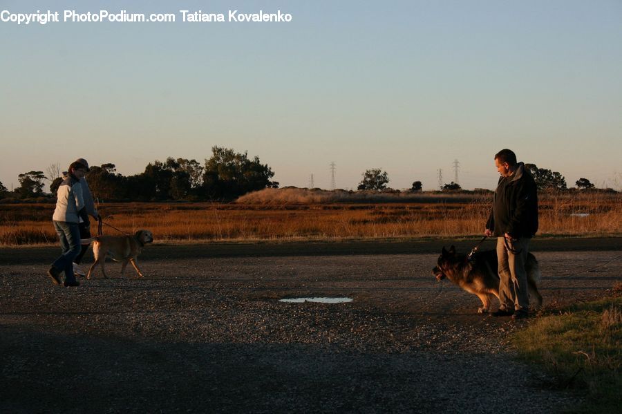 Human, People, Person, Animal, Canine, Dog, German Shepherd