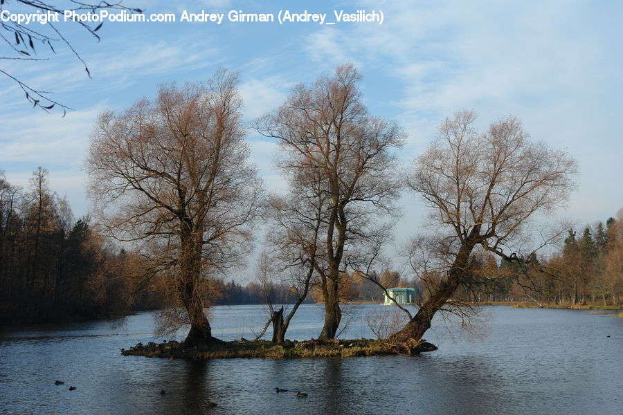 Flood, Plant, Tree, Birch, Wood, Landscape, Nature