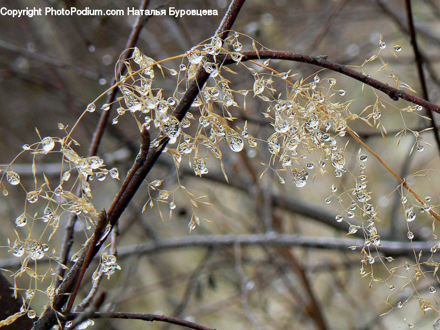 Frost, Ice, Outdoors, Snow, Blossom, Cherry Blossom, Flower