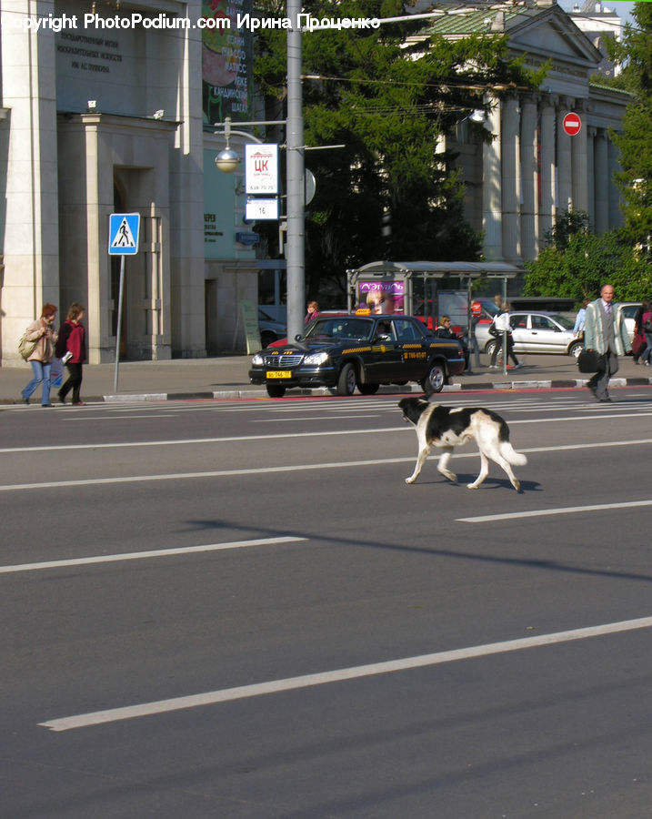 Intersection, Road, Animal, Beagle, Canine, Dog, Hound