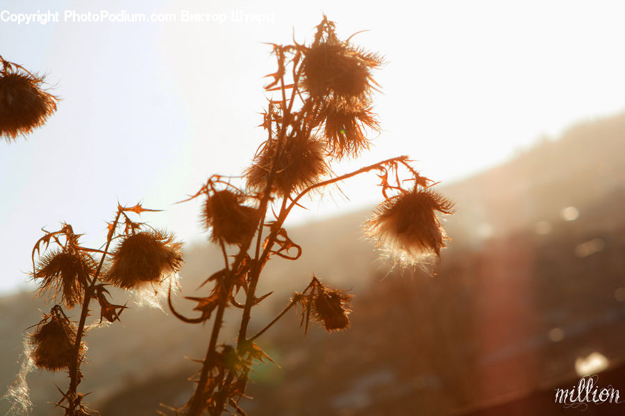 Conifer, Fir, Plant, Tree, Weed, Flare, Light