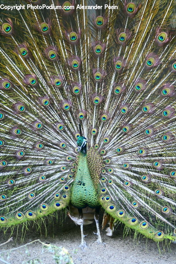 Bird, Peacock, Pheasant, Wildlife