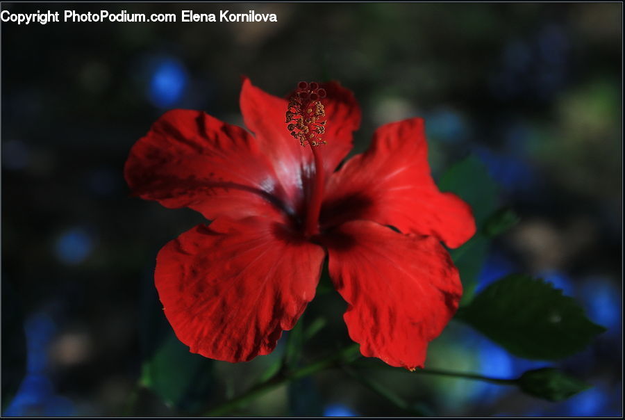 People, Person, Human, Flora, Flower, Hibiscus, Plant