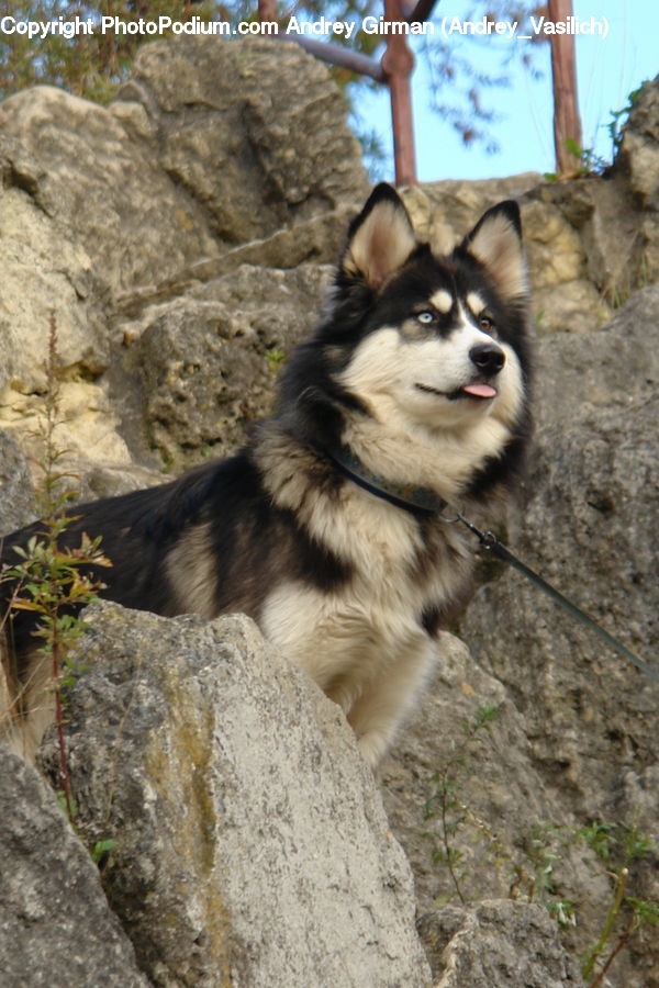 Animal, Canine, Dog, Husky, Mammal, Pet, Plant