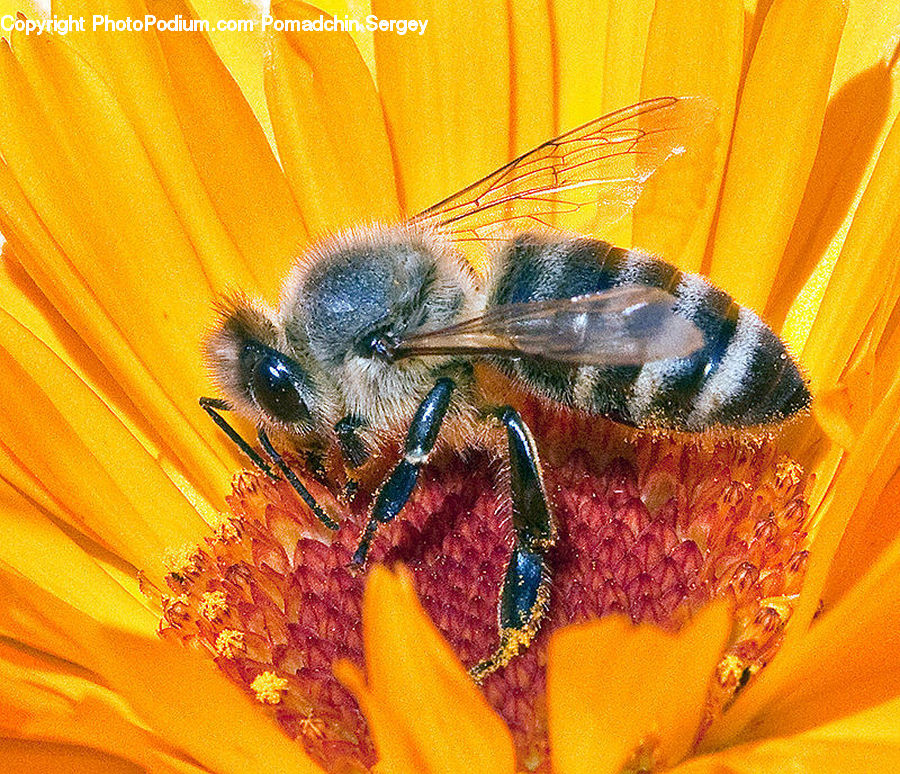 Bee, Insect, Invertebrate, Flora, Pollen