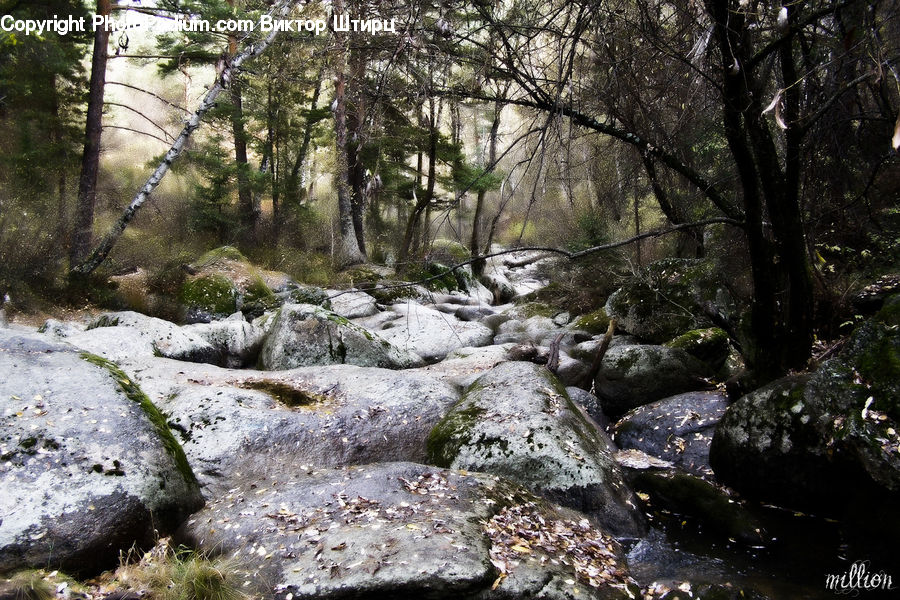 Creek, Outdoors, River, Water, Rock, Forest, Jungle