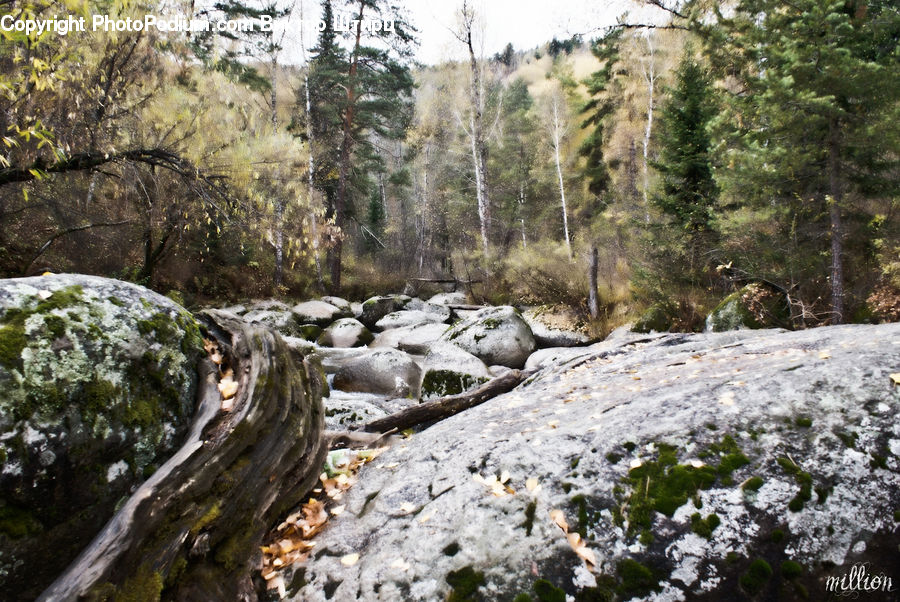 Creek, Outdoors, River, Water, Forest, Vegetation, Ice