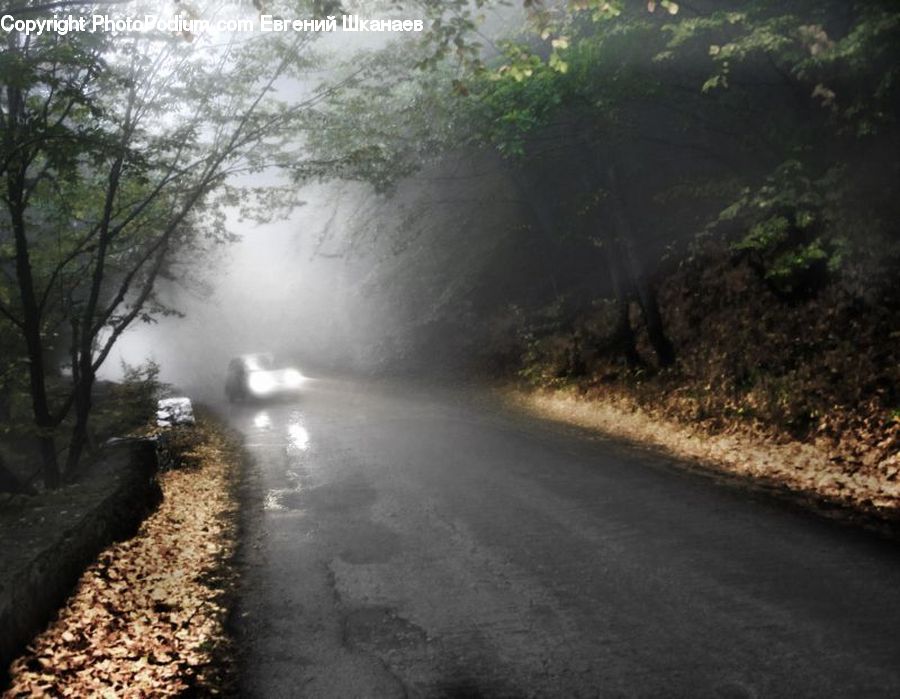 Dirt Road, Gravel, Road, Path, Walkway, Forest, Vegetation