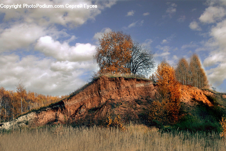 Grassland, Mound, Conifer, Fir, Plant, Tree, Field