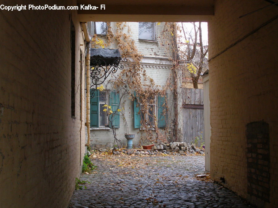 Plant, Potted Plant, Cobblestone, Pavement, Walkway, Vine, Tree