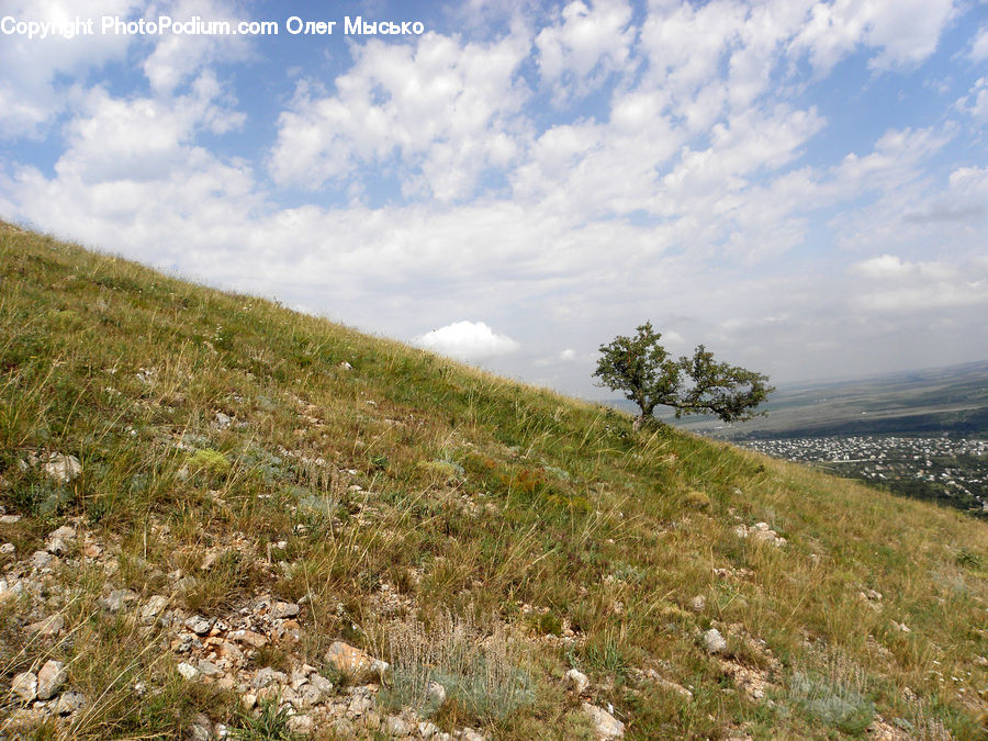 Field, Grass, Grassland, Land, Outdoors, Plant, Landscape