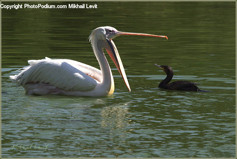 Bird, Pelican, Cormorant, Waterfowl, Beak, Flamingo, Flock