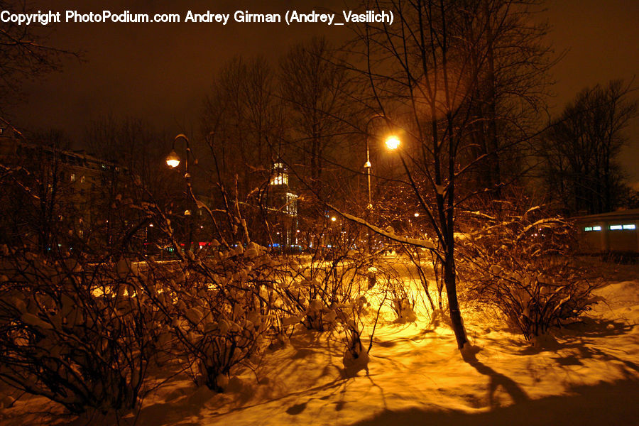 Plant, Tree, Blizzard, Outdoors, Snow, Weather, Winter