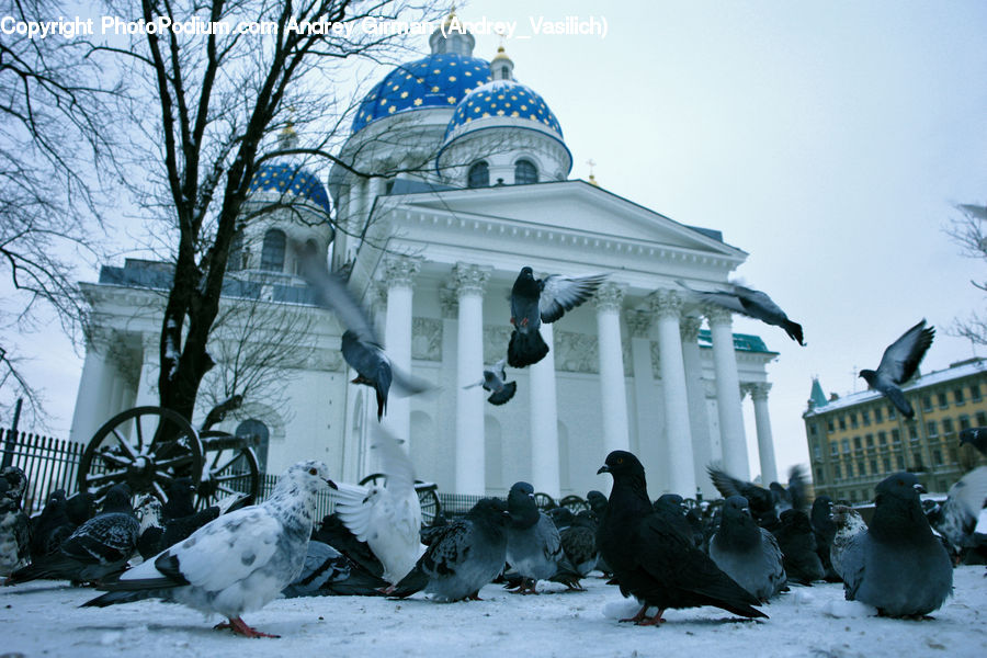 Bird, Pigeon, Dove, Ice, Outdoors, Snow, Architecture
