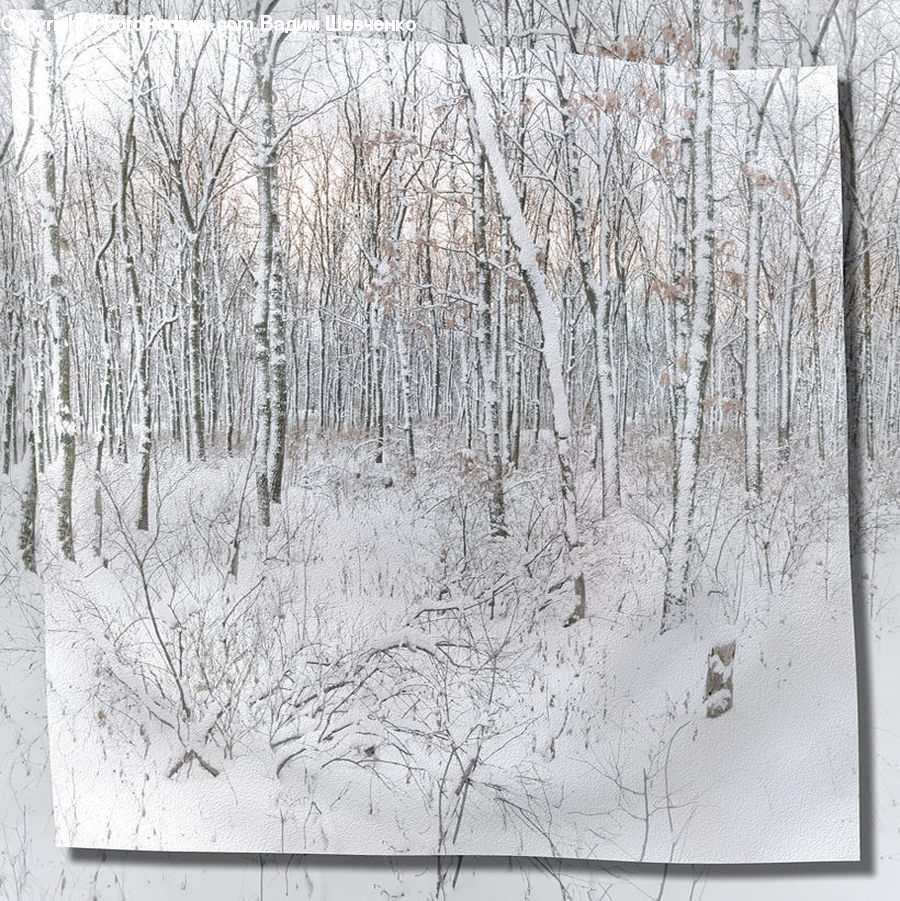 Drawing, Sketch, Birch, Tree, Wood, Ice, Outdoors