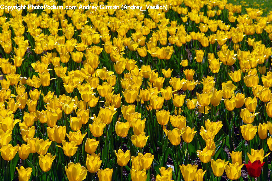 Blossom, Flora, Flower, Plant, Tulip, Daffodil, Crocus