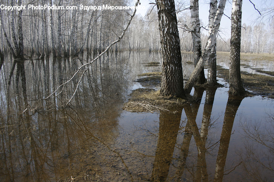 Birch, Tree, Wood, Flood, Land, Marsh, Pond