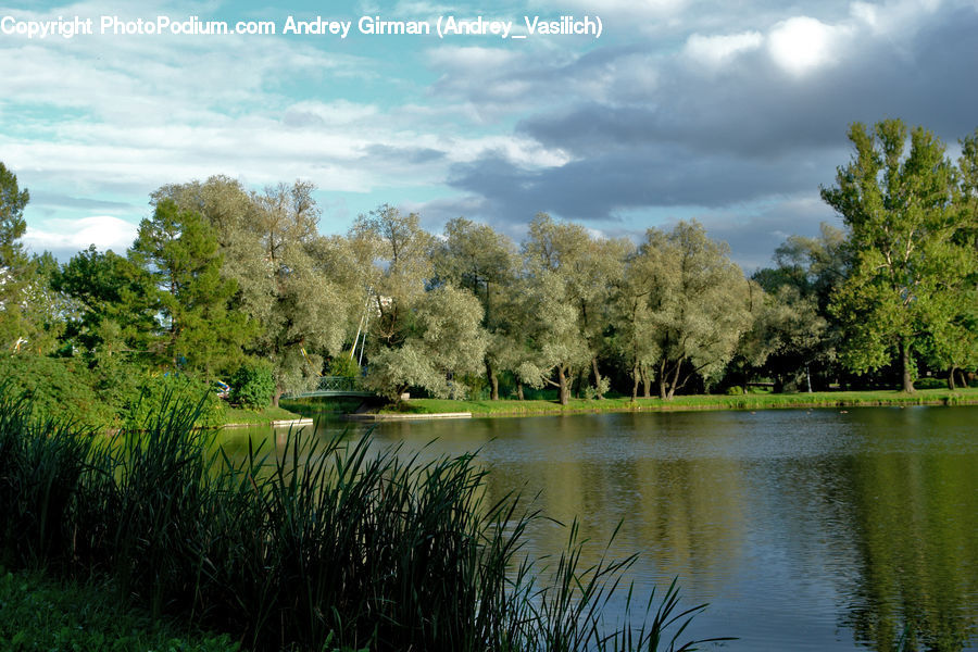 Outdoors, Pond, Water, Conifer, Fir, Pine, Plant