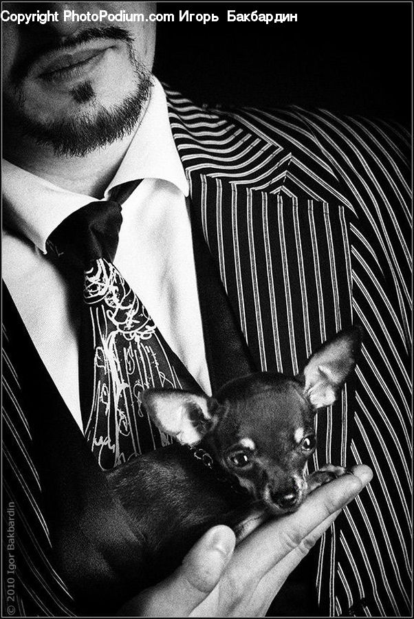 Bling, Person, Portrait, Selfie, Animal, Canine, Chihuahua