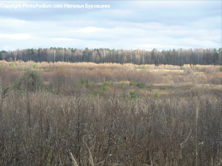 Field, Grass, Grassland, Plant, Land, Outdoors, Landscape