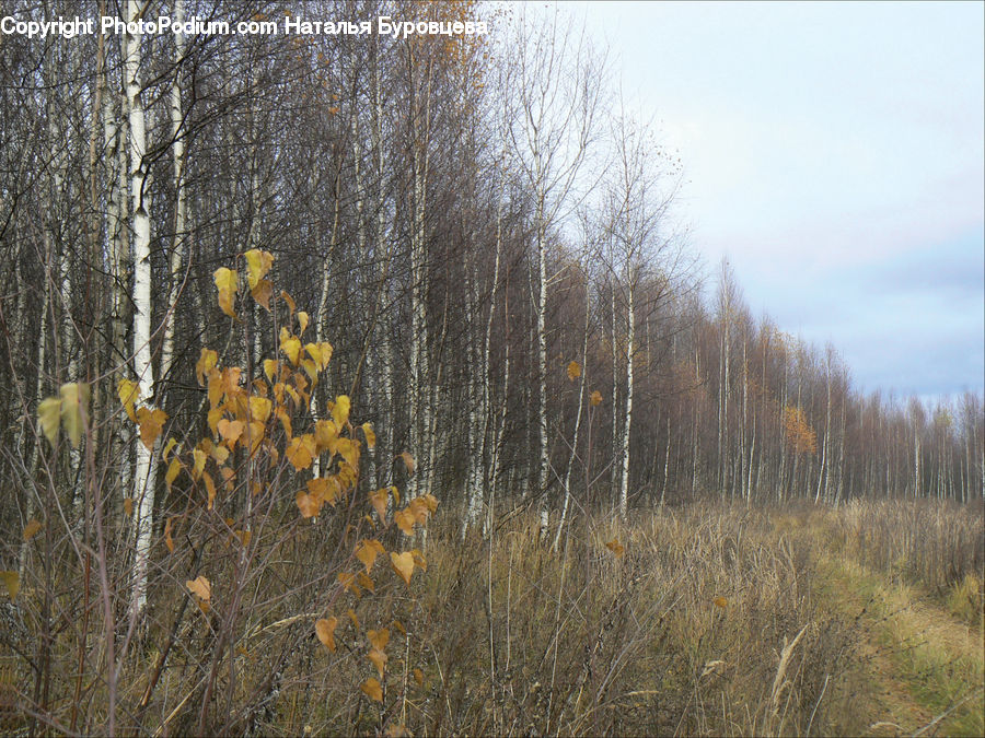 Field, Grass, Grassland, Plant, Birch, Tree, Wood