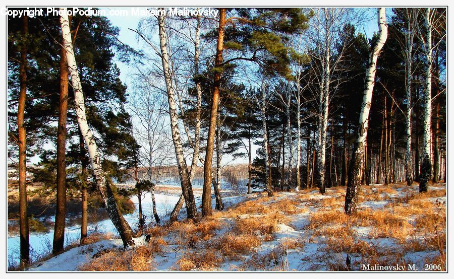 Forest, Vegetation, Birch, Tree, Wood, Conifer, Fir