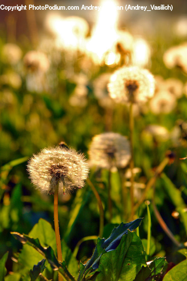 Plant, Weed, Dandelion, Flower, Blossom, Flora, Daisies