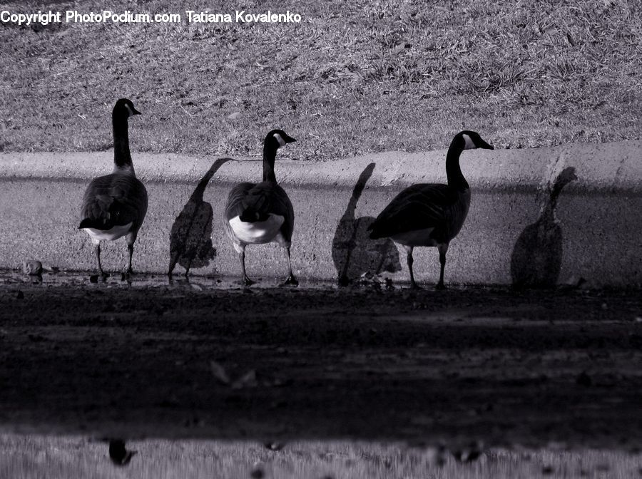 Bird, Waterfowl, Goose, Duck, Teal