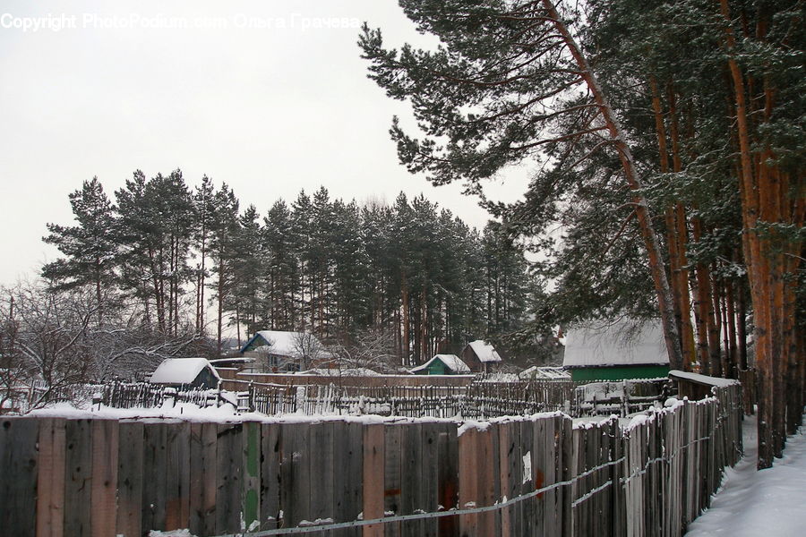 Ice, Outdoors, Snow, Fence, Conifer, Fir, Plant
