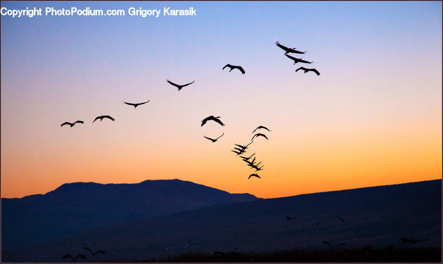 Flock, Bird, Crane Bird, Heron, Dawn, Dusk, Red Sky