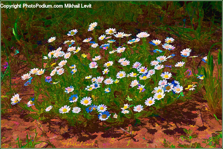 Daisies, Daisy, Flower, Plant, Art, Painting, Aster