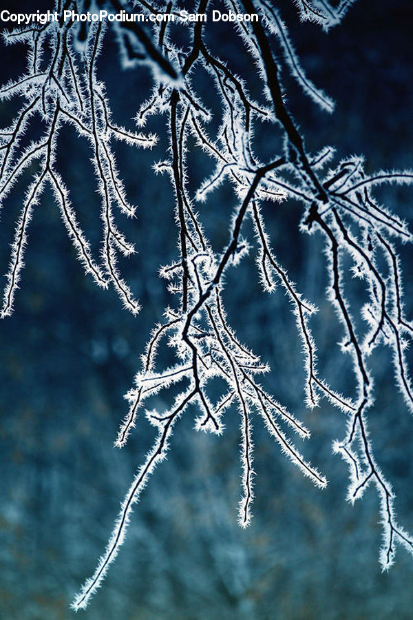 Frost, Ice, Outdoors, Snow, Conifer, Fir, Plant