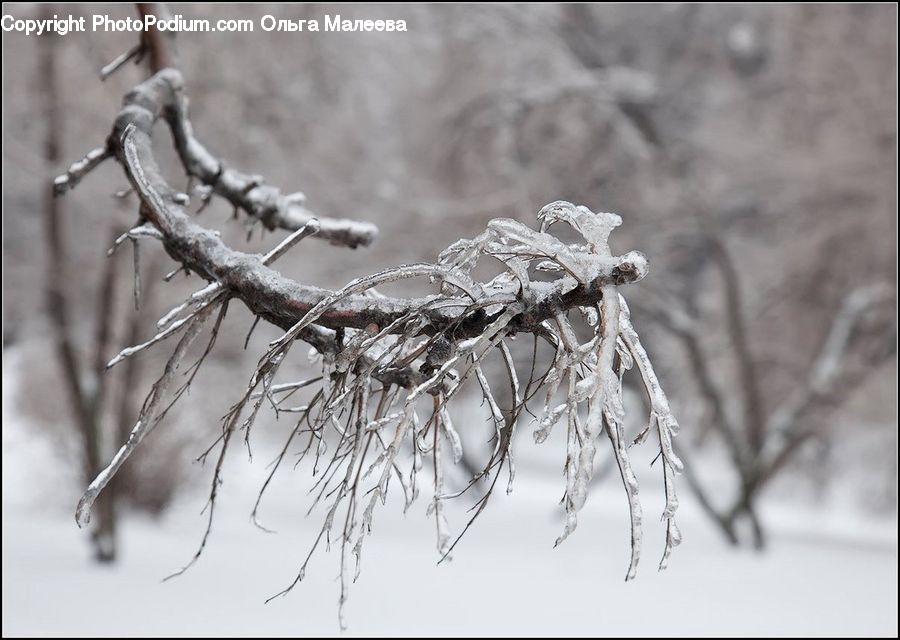 Frost, Ice, Outdoors, Snow, Conifer, Fir, Plant