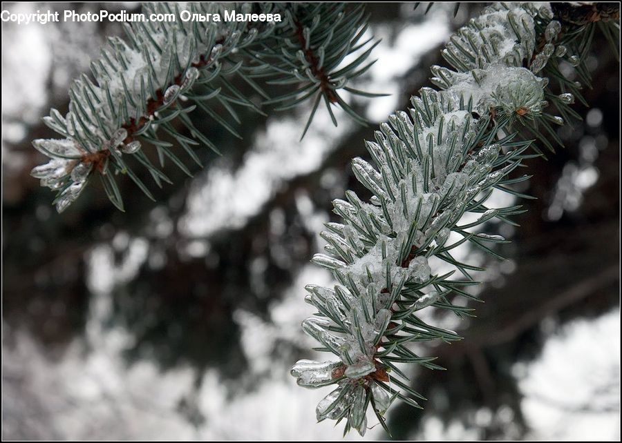 Conifer, Fir, Plant, Tree, Frost, Ice, Outdoors