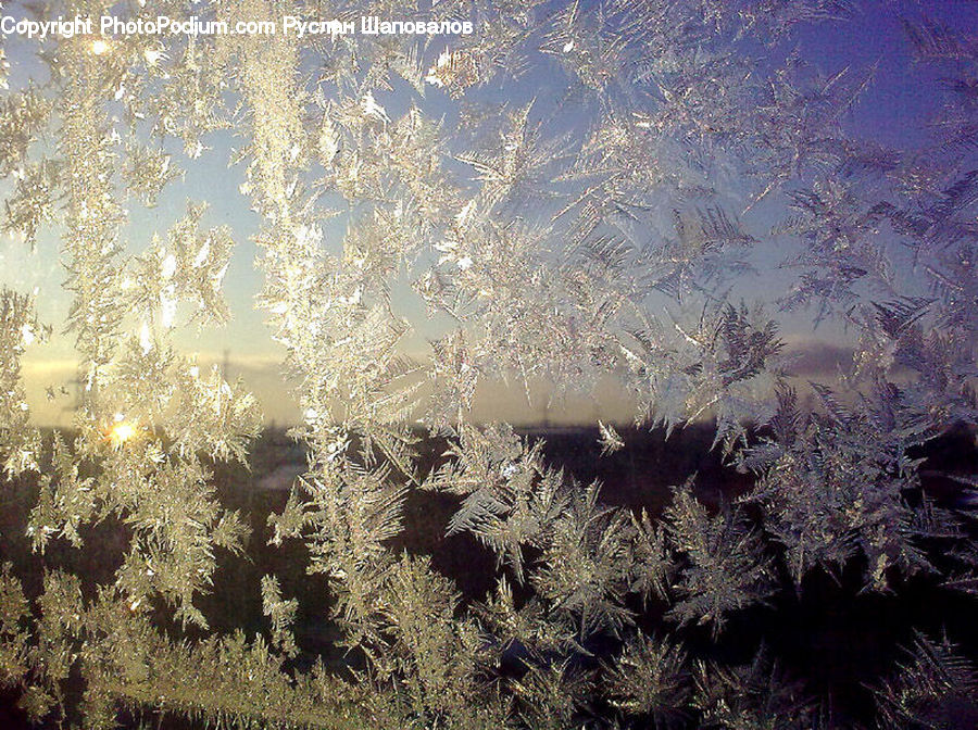 Frost, Ice, Outdoors, Snow, Conifer, Larch, Tree