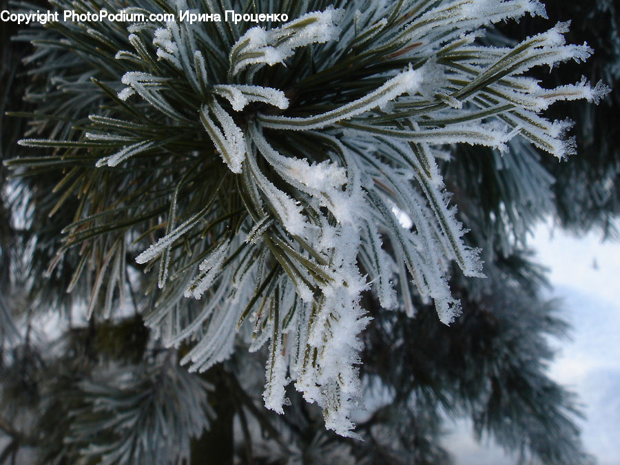 Frost, Ice, Outdoors, Snow, Conifer, Fir, Plant