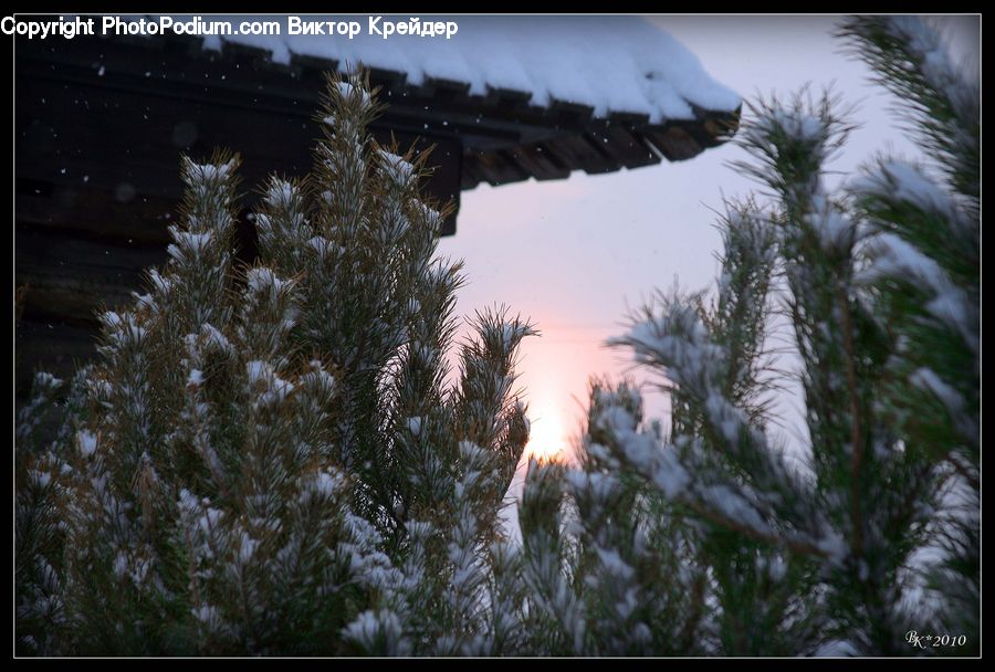 Conifer, Fir, Plant, Tree, Pine, Spruce, Wood