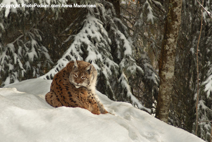 Animal, Leopard, Lynx, Wildlife, Ice, Outdoors, Snow