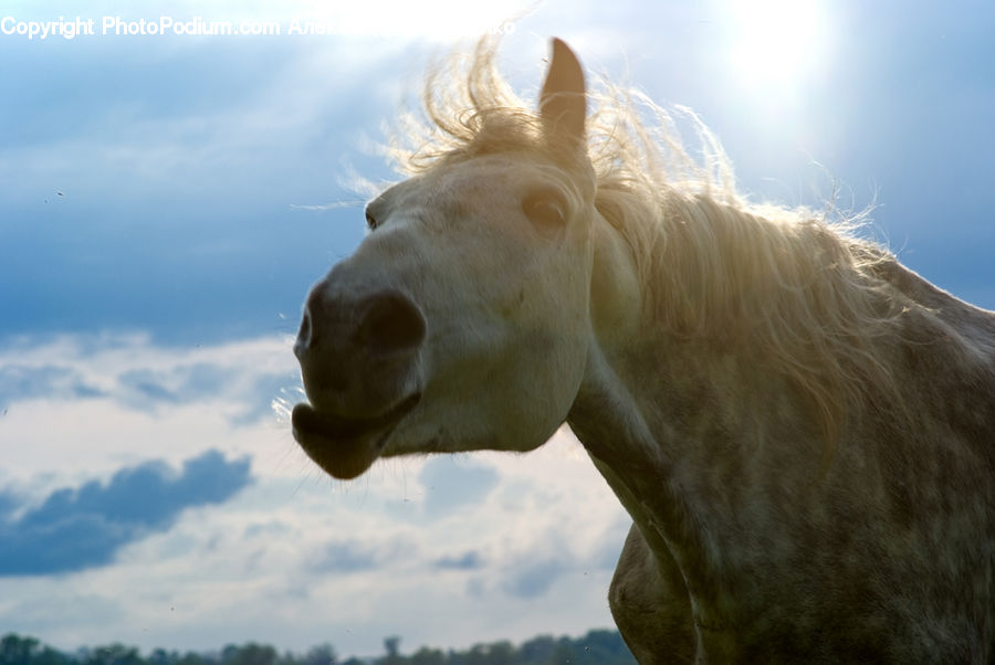 Animal, Horse, Mammal, Stallion, Head, Portrait