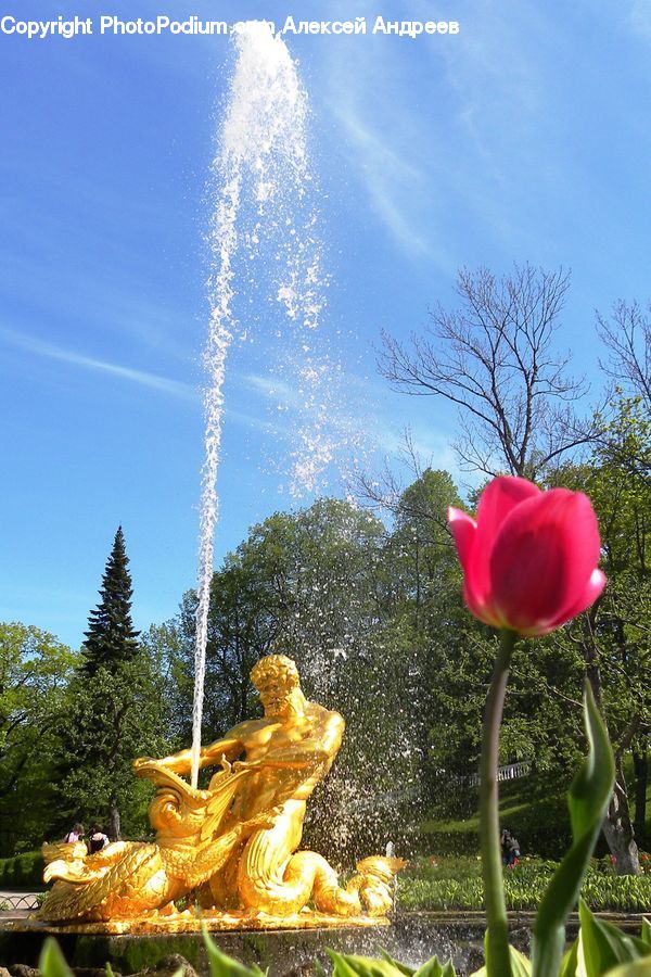 Fountain, Water, Blossom, Flora, Flower, Plant, Tulip