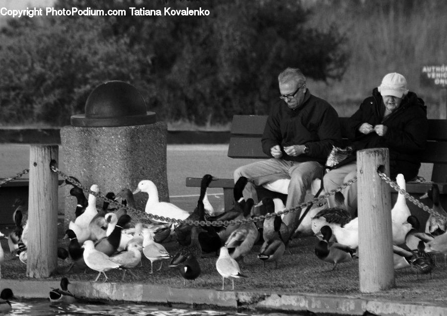 People, Person, Human, Bird, Pigeon, Bench