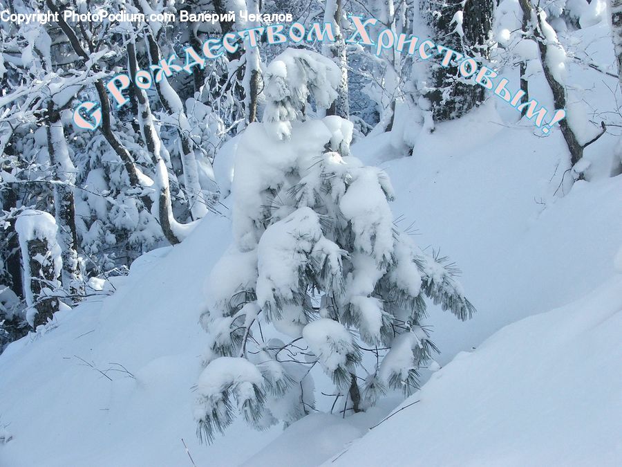 Ice, Outdoors, Snow, Conifer, Fir, Plant, Tree