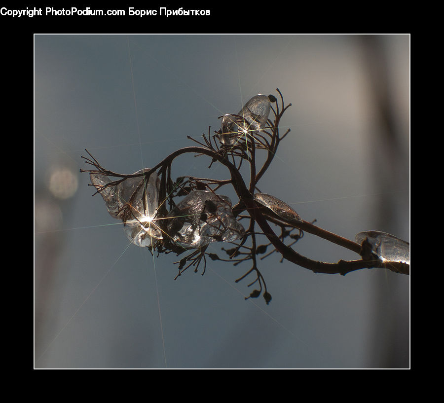 Flower Arrangement, Ikebana, Plant, Potted Plant, Vase, Bird Nest, Nest