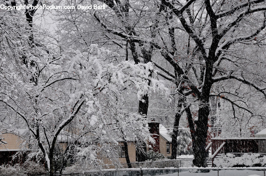 Blossom, Flora, Flower, Plant, Ice, Outdoors, Snow