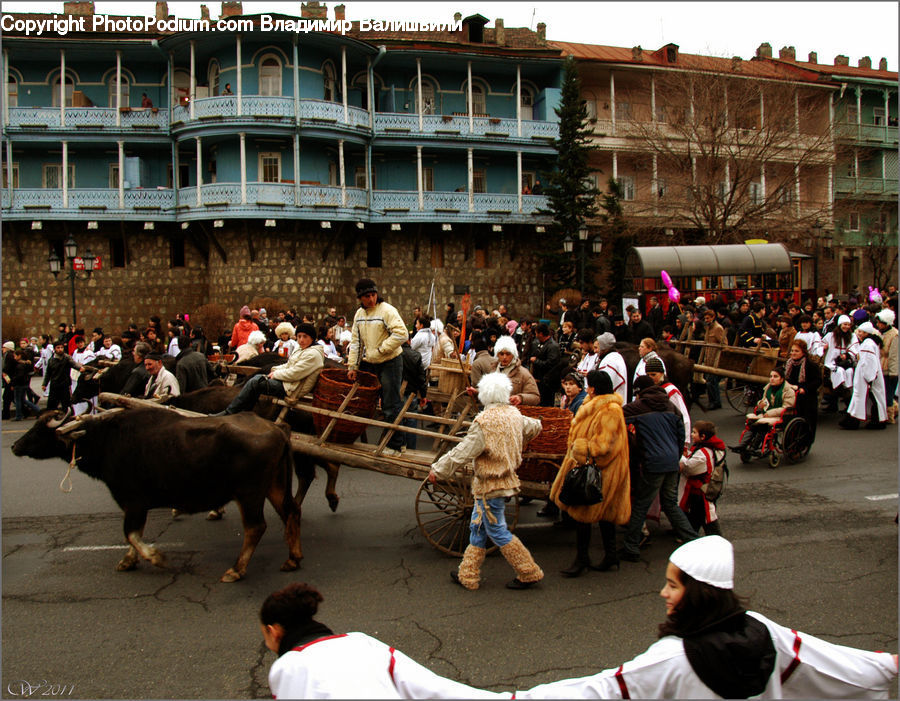 People, Person, Human, Angus, Animal, Bull, Mammal