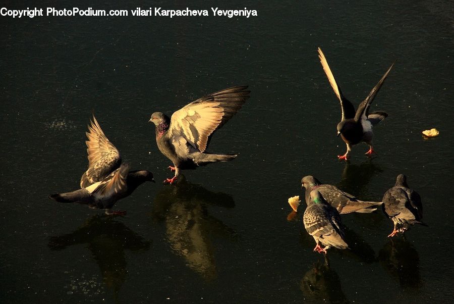 Bird, Waterfowl, Pigeon, Crane Bird, Heron, Dove, Duck