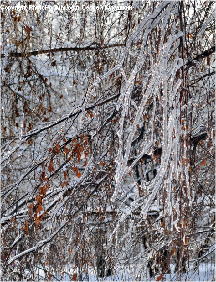 Frost, Ice, Outdoors, Snow, Birch, Tree, Wood