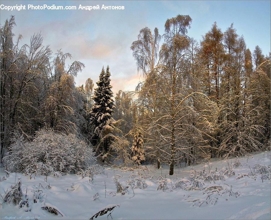 Conifer, Fir, Spruce, Wood, Ice, Outdoors, Snow