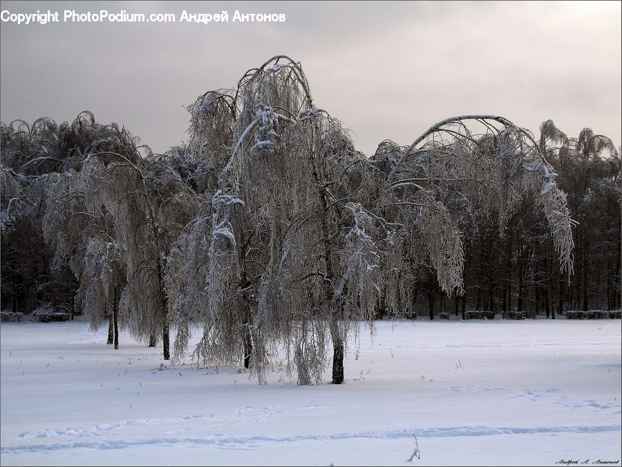Plant, Tree, Willow, Frost, Ice, Outdoors, Snow