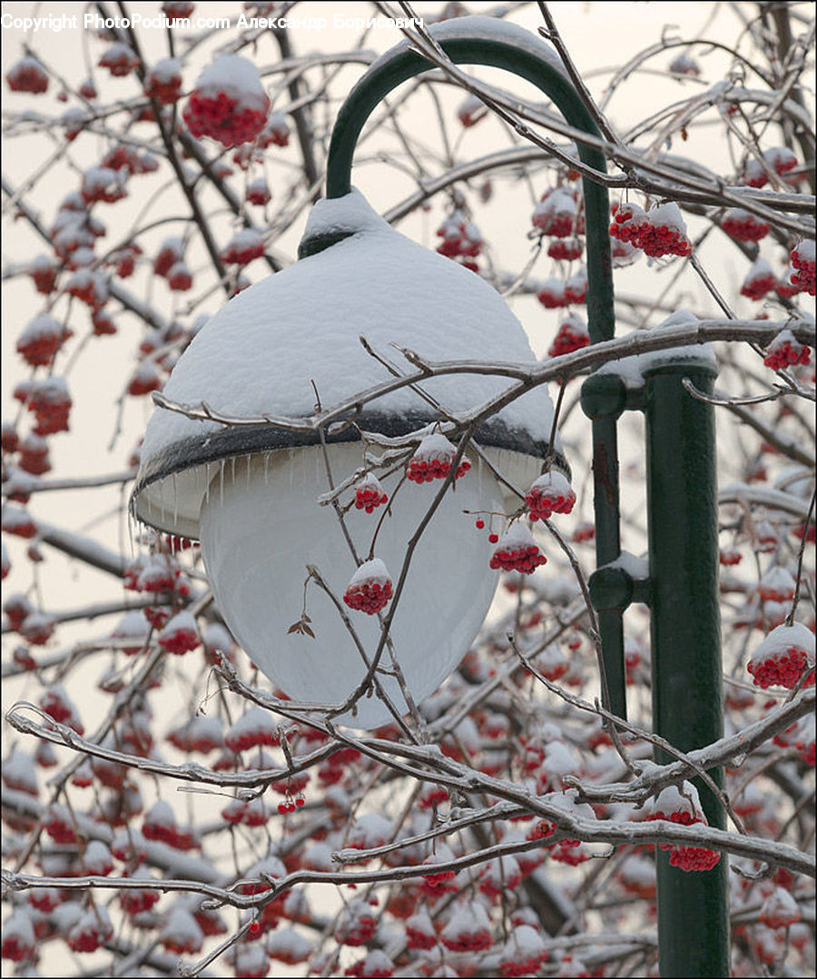 Frost, Ice, Outdoors, Snow, Lamp Post, Pole, Blossom